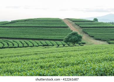 Tea Plantation Background Stock Photo 412261687 | Shutterstock