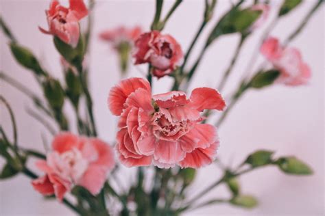 Carnations - freestocks.org - Free stock photo