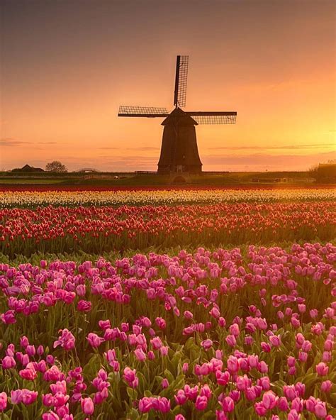 Beautiful tulip fields of Holland (Netherlands) and the classical windmills 😍 By ...