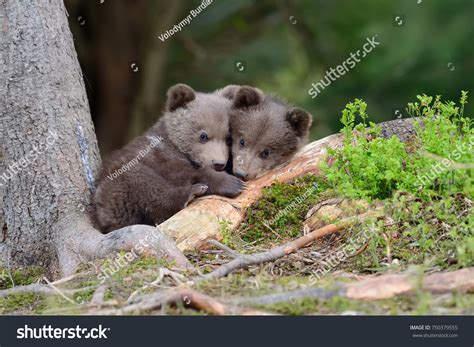 16,251 Baby Grizzly Bear Images, Stock Photos & Vectors | Shutterstock