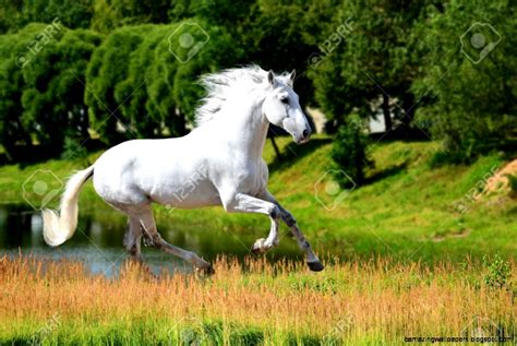 White Andalusian Horse For Sale | Amazing Wallpapers