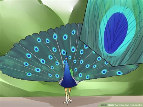 3 Ways to Care for Peacocks - wikiHow