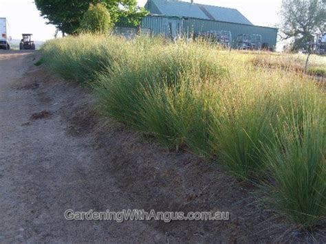 Poa labillardieri ‘Eskdale’ – Tussock Grass | Gardening With Angus