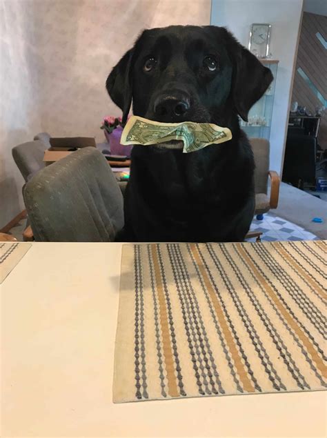 Dog Collects Money to Buy Her Own Dog Treats