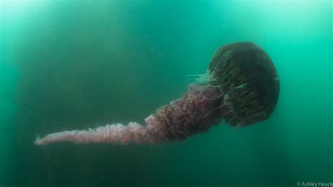 Diving with Black Sea Nettle Jellyfish in San Diego, California