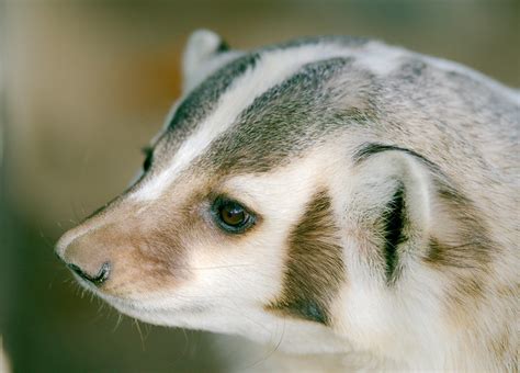 American Badger (Taxidea taxus) | Starmind Conservation