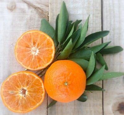 Citrus Mandarin 'Murcott' Tree 10" Pot - Hello Hello Plants