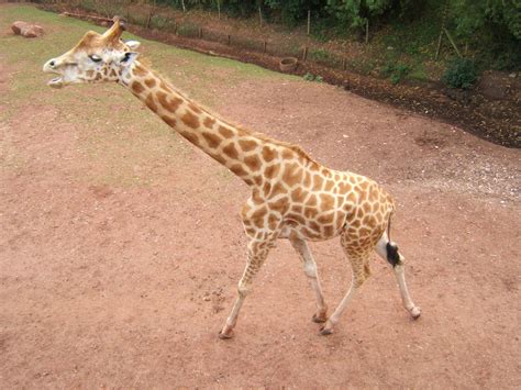 Kordofan Giraffe - ZooChat