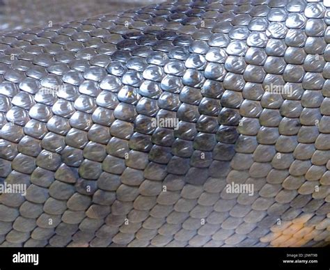 Green Anaconda High Resolution Stock Photography and Images - Alamy