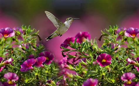 Ruby-throated Hummingbird Wallpapers on WallpaperDog