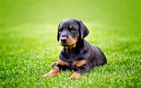 How To Train A Doberman Puppy At Home