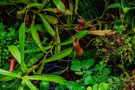 Premium Photo | Tropical forest with carnivorous plants