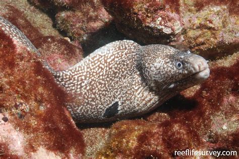 Muraena clepsydra - Hourglass Moray | ReefLifeSurvey.com