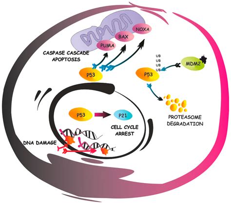 IJMS | Free Full-Text | Mechanisms of p53 Functional De-Regulation ...