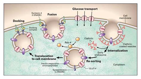 Glucose Transporters and Insulin Action — Implications for Insulin Resistance and Diabetes ...