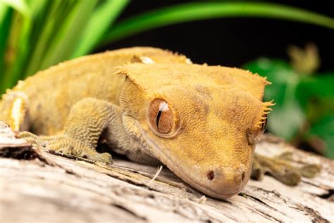 Crested gecko breeding - Learn all about breeding crested geckos