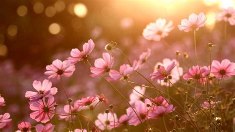 colorful, Nature, Sunlight, Plants, Flowers Wallpapers HD / Desktop and Mobile Backgrounds