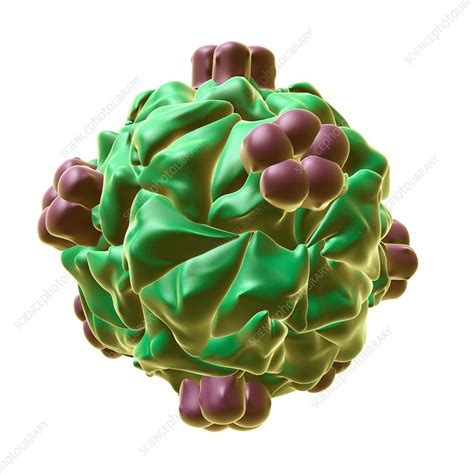 HK97 bacteriophage capsid, illustration - Stock Image - F016/2058 - Science Photo Library