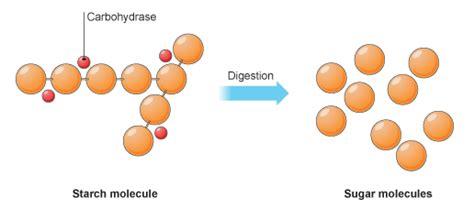 Are Proteins Broken Down Into Glucose