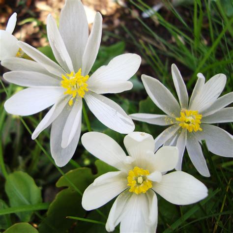 Bloodroot Flower Essence - Tree Frog Farm | Flower Essences | Aromatherapy