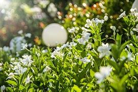 Free photo: Gardenia, Flower, White, Petal - Free Image on Pixabay - 139277