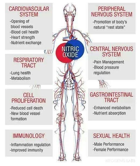 Nitro Oxide | Nitric oxide, Nitric oxide supplements, Health