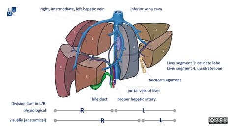 Liver Anatomy Segments