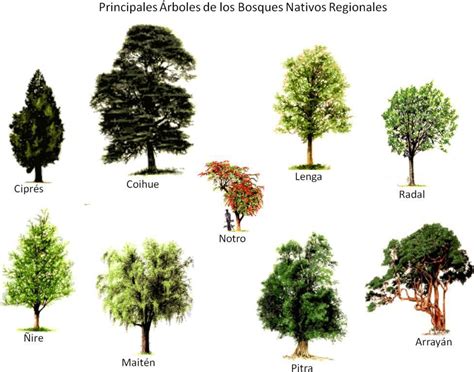 Árboles nativos | Jardins, Croquis