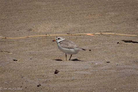 Be Aware of Endangered Piping Plovers Nesting on the Beaches | Vermont Center for Ecostudies