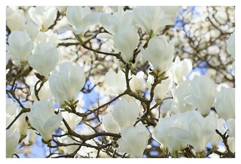 White Magnolia Tree / 500px | White magnolia tree, Magnolia flower, White magnolia