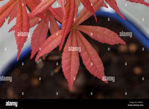 Acer palmatum leaves Stock Photo - Alamy