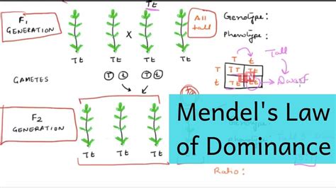 What Is Mendel's Law Of Dominance