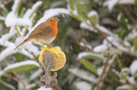 Free Images : nature, branch, snow, winter, plant, leaf, flower, animal, cute, male, wildlife ...