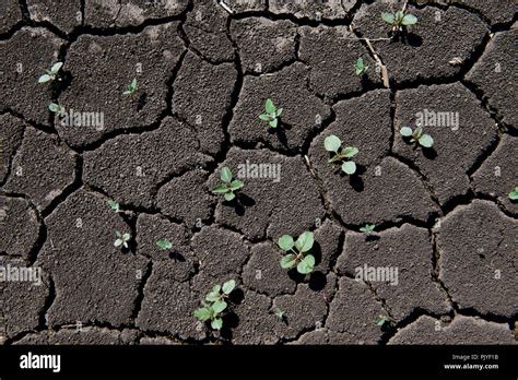 dried black soil Stock Photo - Alamy