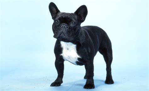 French Bulldog | Frenchie Road Test - Burke's Backyard