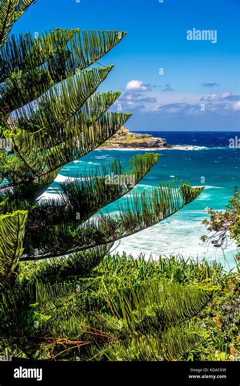 Pine trees at bondi beach hi-res stock photography and images - Alamy