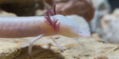 Texas Blind Salamander | National Wildlife Federation