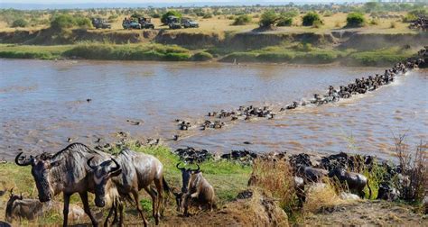 8-Day Maasai Mara Wildebeest Great Migration Private Safari by Gracepatt Ecotours Kenya - TourRadar