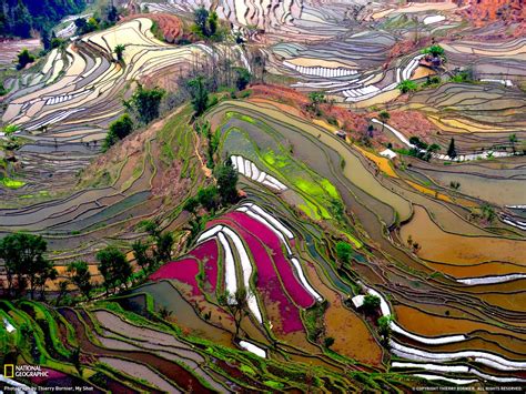 Campos de arroz | ¿Qué piensas de la foto?