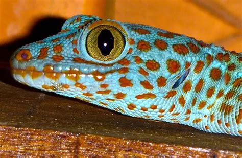 Tokay Gecko - Description, Habitat, Image, Diet, and Interesting Facts