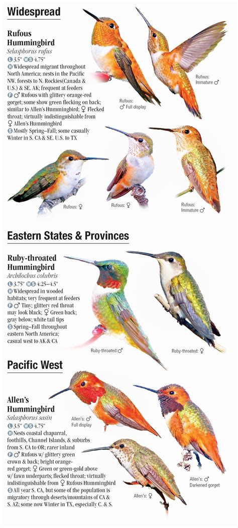 Hummingbirds of North America – Quick Reference Publishing Retail