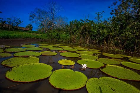 Victoria Water Lily Facts - Rainforest Cruises