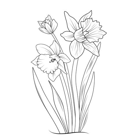 Sketch of outline daffodil flower coloring book hand drawn vector illustration artistically ...