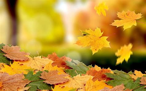 Leaves Yellow Autumn Full Amazing, colourful autumn HD wallpaper | Pxfuel