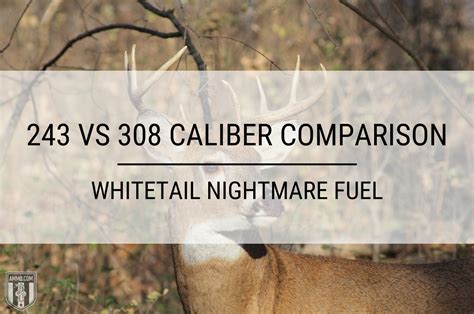 .243 vs .308 Win Caliber Comparison: Ammo Guide for Hunters