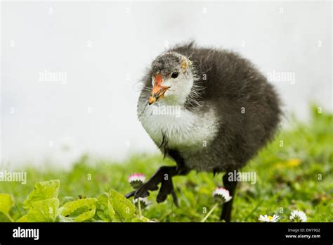 Eurasian coot chick hi-res stock photography and images - Alamy