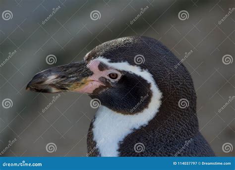 Penguin face close up stock image. Image of pose, time - 114037797