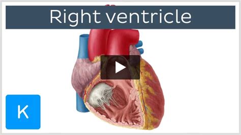 Trabeculae carneae: Anatomy and function | Kenhub