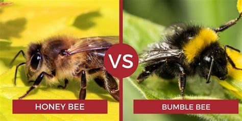 Bumble Bee Compared To Honey Bee - HONEYSG