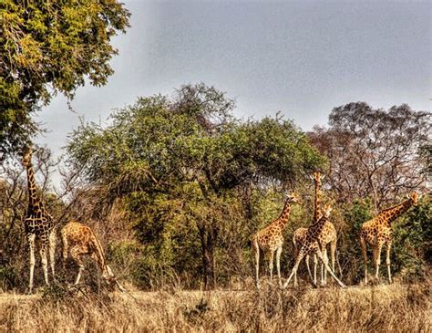 Zakouma National Park (Chad): UPDATED 2020 All You Need to Know Before You Go (with PHOTOS)